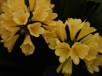 Clivia miniata 'Solomone Hybrid'